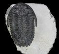 Prone Hollardops Trilobite - Nice Eyes #37502-2